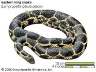 eastern king snake (Lampropeltis getula getula)