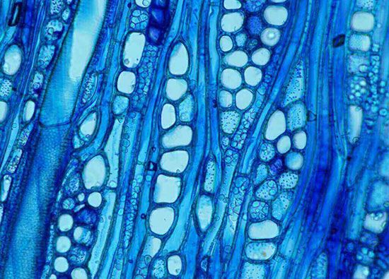 root xylem