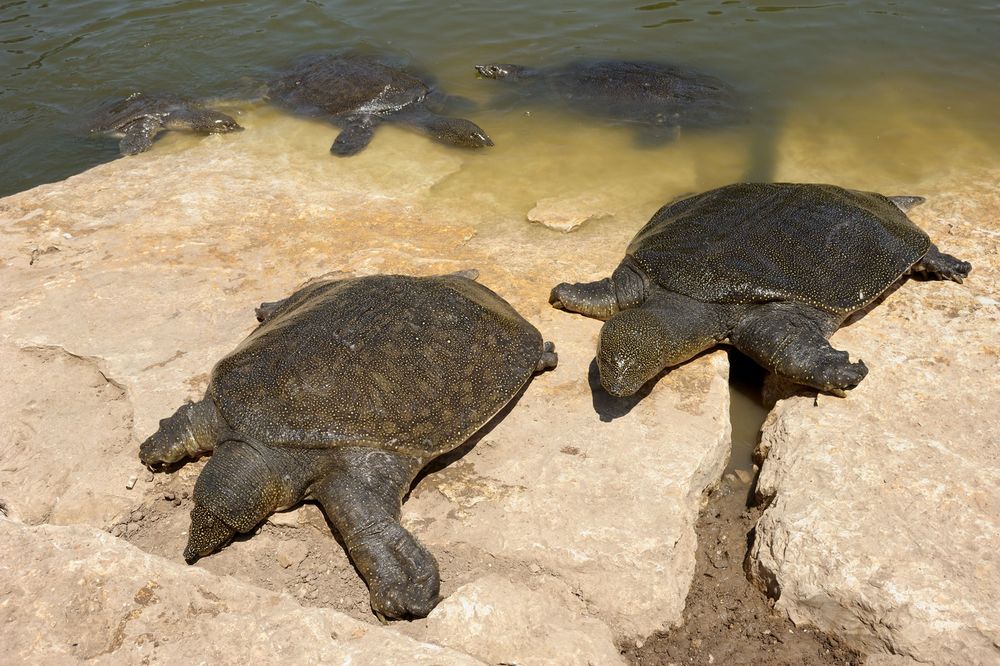 Nile Softshelled Turtle (Trionyx triunguis) in the river Alexander (Israel)