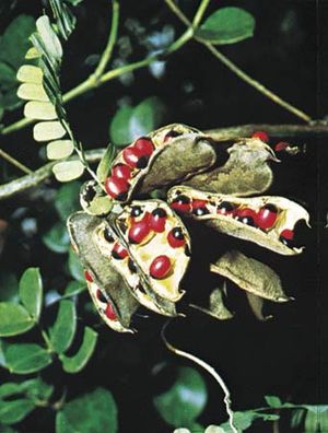 Seeds of the jequirity bean (Abrus precatorius), which mimic fleshy red arils that are attractive to seedeaters.