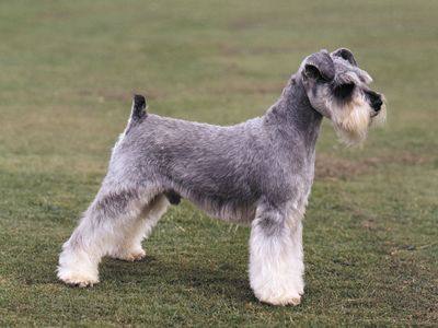 One of three types of Schnauzers, the Miniature Schnauzer