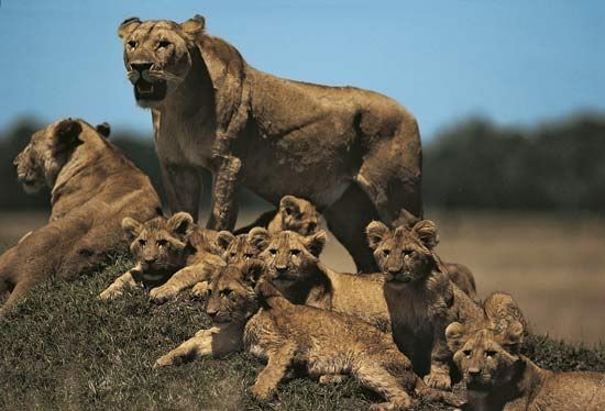 lioness with cubs