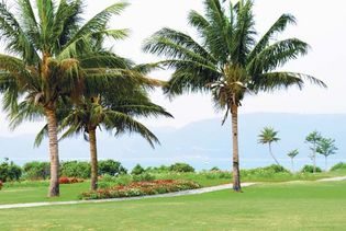 coconut palm trees, China