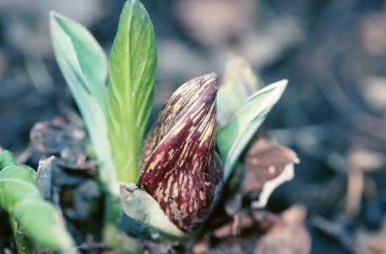 skunk cabbage