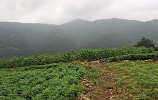 South Korea: farmland