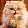 cat. orange and white persian cat with long hair, snarl, growl, teeth