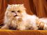 cat. orange and white persian cat with long hair, snarl, growl, teeth