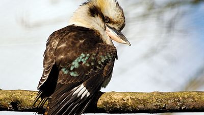 bird. Laughing Kookaburra (Dacelo novaeguineae), Marwell Zoo, Hampshire, England.