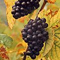 Fruit. Grape. Vitis vinifera. Blauer Portugieser. Wine. Wine grape. Autumn. Grape leaves. Two clusters of Blauer Portugieser grapes on the vine.