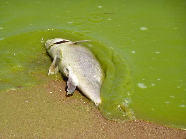 algae. Lake Erie. Dead fish in harmful algal bloom along the southeast Lake Erie shore of Pelee Island, Ontario, Canada, 5 miles north of the international line Aug. 19, 2011. Toxic algae blooms, drinking water, 4th largest of 5 Great Lakes