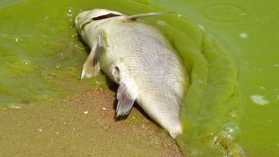 algae. Lake Erie. Dead fish in harmful algal bloom along the southeast Lake Erie shore of Pelee Island, Ontario, Canada, 5 miles north of the international line Aug. 19, 2011. Toxic algae blooms, drinking water, 4th largest of 5 Great Lakes