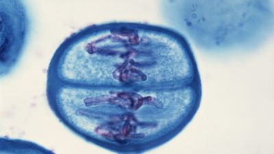 meiosis