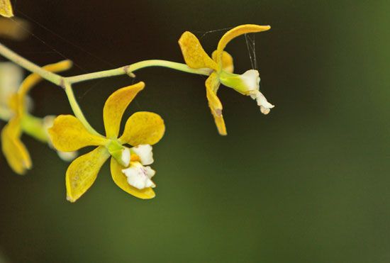 Florida butterfly orchid