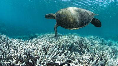 Learn how coral bleaching occurs when stressed zooxanthellae algae leave because of rising water temperatures