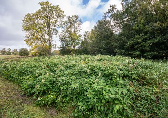 Japanese knotweed