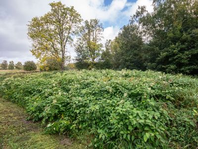 Japanese knotweed