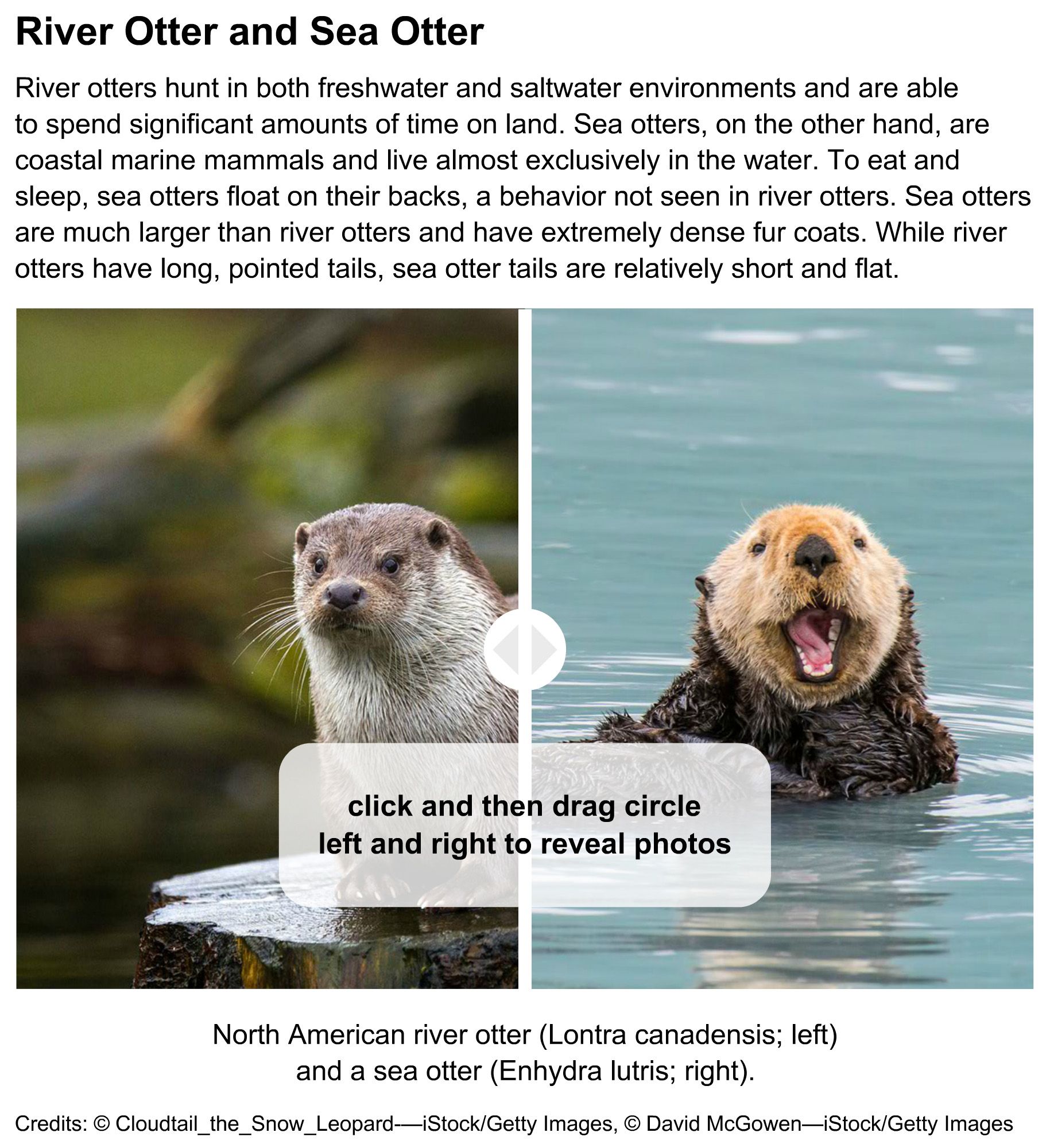 river otter and sea otter