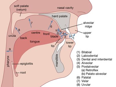 human vocal organs and points of articulation