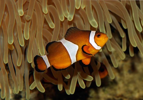 Clown anemone fish (Amphiprion ocellaris).