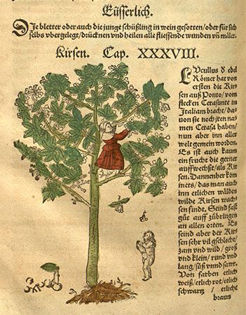 Cherry tree (Prunus avium), woodcut by David Kandel from De stirpium historia (1552), Latin translation of New Kreuterbuch by Hieronymus Bock