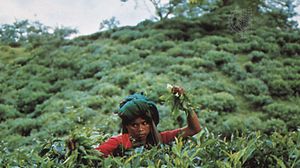 tea picker near Sylhet, Bangladesh