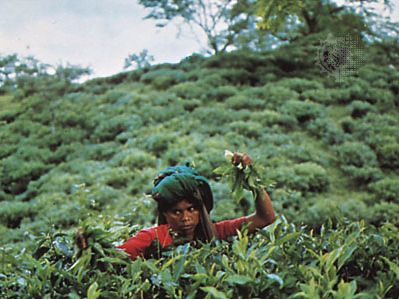 tea picker near Sylhet, Bangladesh