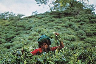 tea picker near Sylhet, Bangladesh