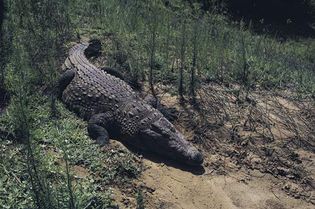 Nile crocodile