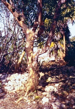 Lignum vitae (Guaiacum officinale).