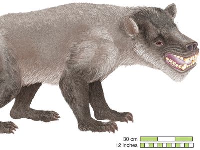 Psittacotherium