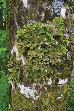 tree lungwort