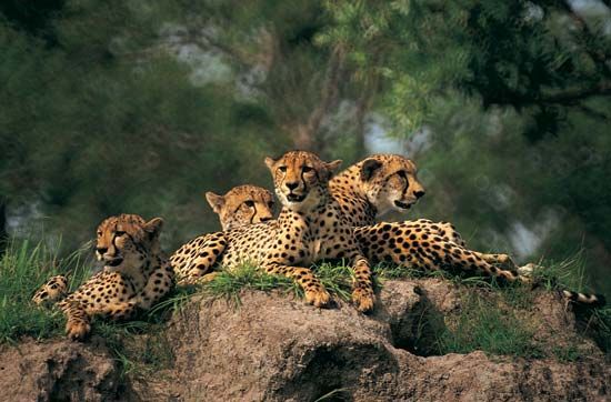 group of cheetahs