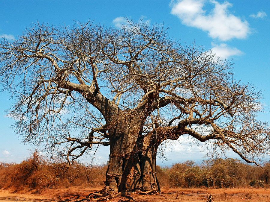 baobab