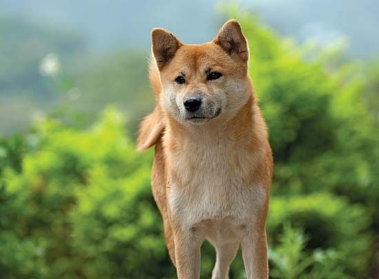 Shiba Inu