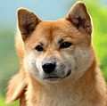 Shiba inu. A young Shiba inu dog called an Ebi a spitz breed dog from Japan. Similar in appearance to the Akita dog. Canine, Purebred