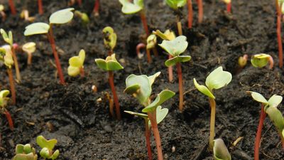 Follow the nitrogen and phosphorus cycles and learn why farmers fertilize fields to keep them productive