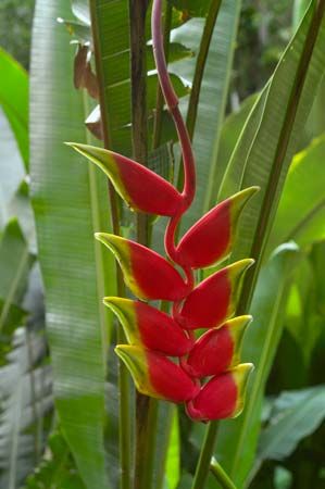 hanging lobster claw