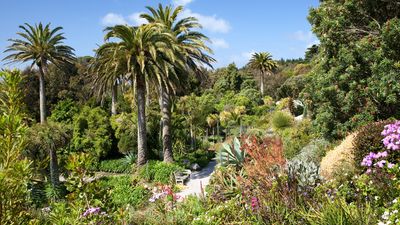 The exotic plants of Trebah Garden