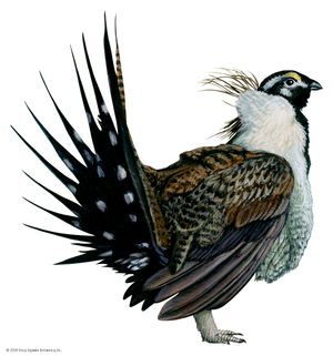 sage grouse