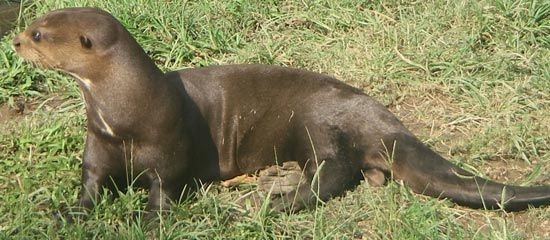 giant otter