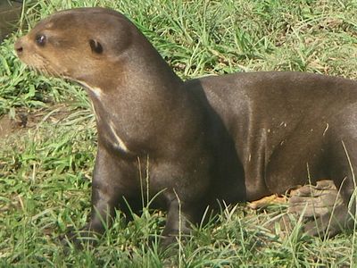 giant otter