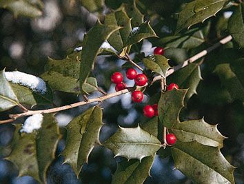 American holly