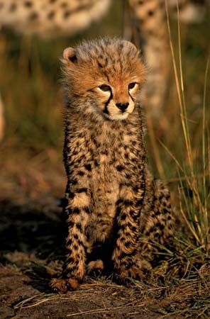 cheetah cub