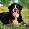 Bernese mountain dog laying on grass.