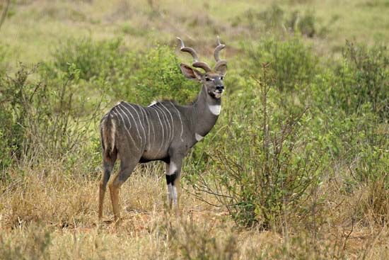 Lesser kudu (Tragelaphus imberbis).