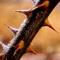 Frost. Frost point. Hoarfrost. Winter. Ice. Blackberry plant. Thorn. Hoarfrost on blackberry thorns.