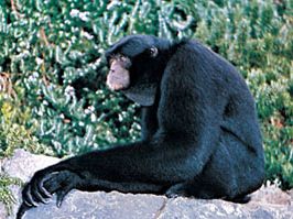 siamang (Symphalangus syndactylus)