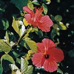 China rose (Hibiscus rosa-sinensis)