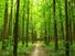 Path through summer forest in the Ukraine. (trees, lush, green, walk, walkway, road, Ukrainia, Ukrainian, woods)