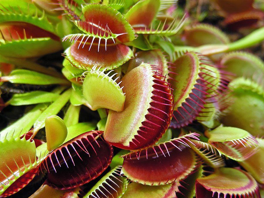 Venus flytrap